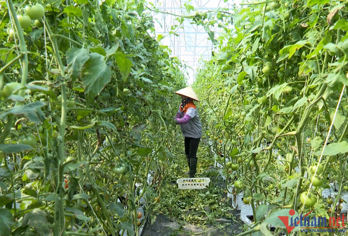 9X khởi nghiệp trồng rau, ngày chỉ ăn 1 ổ bánh mì nay thu 18 tỷ/năm - Hình 3 9X khoi nghiep trong rau, ngay chi an 1 o banh mi nay thu 18 ty/nam-Hinh-3