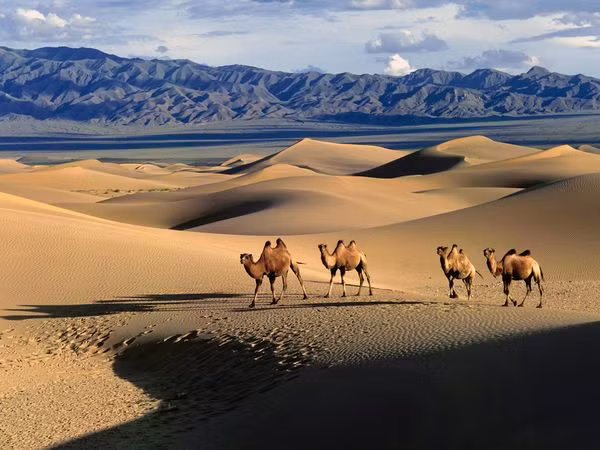 Sa mạc Gobi ở Mông Cổ là sa mạc lớn nhất ở châu Á và lớn thứ 5 thế giới.