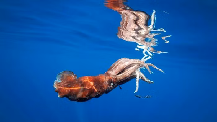 Mực ống khổng lồ hay mực khổng lồ Nam Cực (Mesonychoteuthis hamiltoni) dài 12 - 14m, sống ở các vùng biển bao quanh Nam Cực. Là một trong những loài nhuyễn thể lớn nhất, chúng có thể nặng tới nửa tấn.