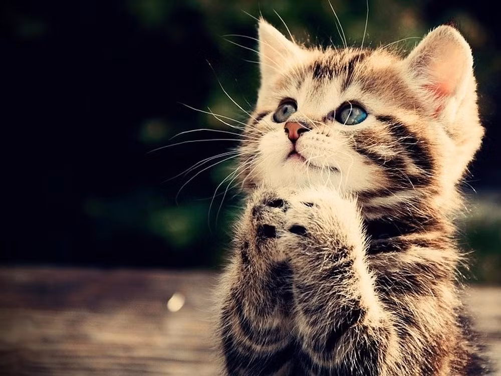Về sức khỏe, những mối đe dọa đối với sức khỏe và tài sản gia đình sẽ xuất hiện vào nửa cuối năm nay. Con giáp này nên thận trọng khi đi chơi xa.