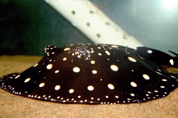  Cá đuối nước ngọt Polka Dot (100.000 USD): Loài cá cảnh đặc biệt này hiện là loài cá cảnh đắt giá nhất tại Đài Loan, với giá lên tới 100.000USD/con. Loài cá đuối nước ngọt này có kích thước không quá lớn như cá đuối nước mặn. Cá đuối nước ngọt Polka Dot nổi bật hơn với nhiều chấm nhỏ trên cơ thể của chúng, khiến loài cá này trở nên rất lạ mắt. Không những vậy chúng còn có một dạng biến đổi gene ở phần đầu phía trước, khiến cho nó có hình chữ U thay vì hình tròn. 