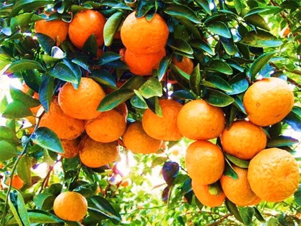  Đồng thời, đặt cam trong nhà cũng có nghĩa mọi mong muốn của bạn sẽ thành hiện thực. Loại quả này còn rất giàu vitamin C, giúp làm trắng da và chất xơ phong phú của chúng cũng có thể thúc đẩy sức khỏe đường ruột.