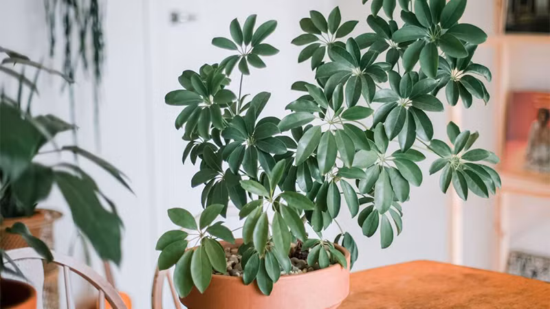  Ngoài ra, cây cảnh này có khả năng chống lại các loại khí độc hại mạnh. Các chất độc như formaldehyde và nicotin rất sợ cây cảnh này. Dù bạn ở nhà cũ hay nhà mới cũng nên đặt cây cảnh này để tốt cho sức khỏe và thu hút sự giàu có.