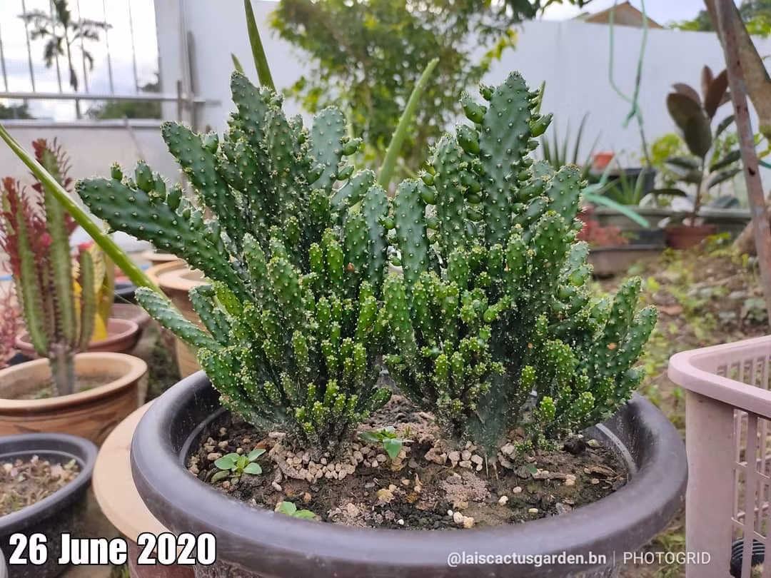 Tết trưng 3 loại cây trong nhà, gia chủ lộc về tới tấp - Hình 6 Tet trung 3 loai cay trong nha, gia chu loc ve toi tap-Hinh-6