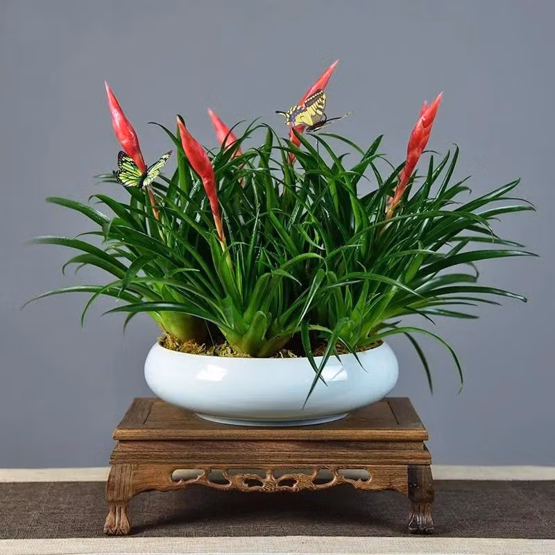 Tết trưng 3 loại cây trong nhà, gia chủ lộc về tới tấp - Hình 7 Tet trung 3 loai cay trong nha, gia chu loc ve toi tap-Hinh-7