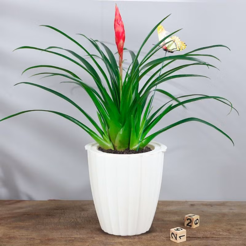 Tết trưng 3 loại cây trong nhà, gia chủ lộc về tới tấp - Hình 9 Tet trung 3 loai cay trong nha, gia chu loc ve toi tap-Hinh-9