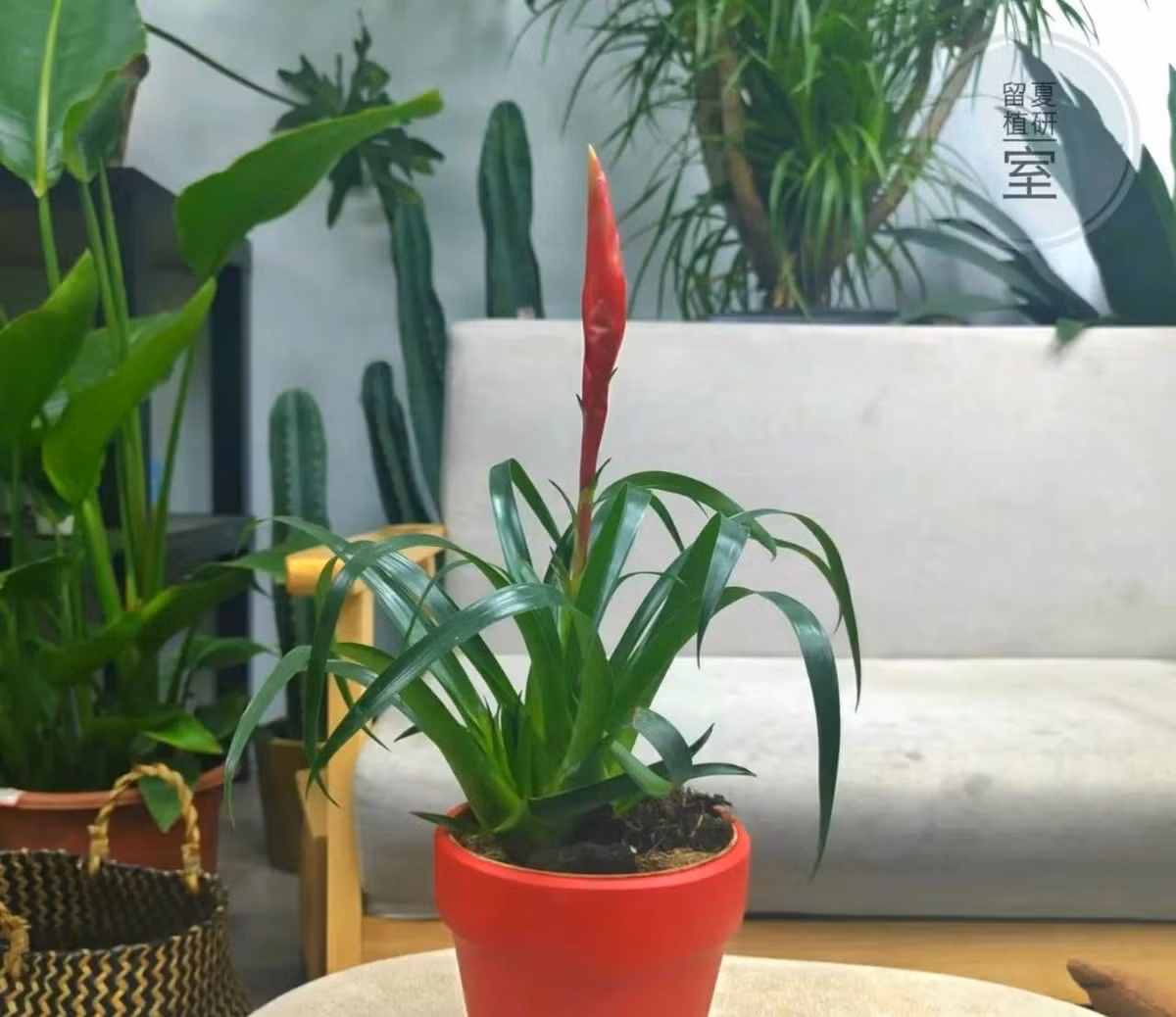 Tết trưng 3 loại cây trong nhà, gia chủ lộc về tới tấp - Hình 8 Tet trung 3 loai cay trong nha, gia chu loc ve toi tap-Hinh-8