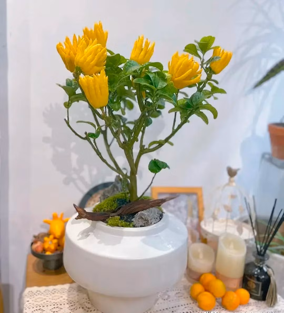 Tết trưng 3 loại cây trong nhà, gia chủ lộc về tới tấp - Hình 3 Tet trung 3 loai cay trong nha, gia chu loc ve toi tap-Hinh-3