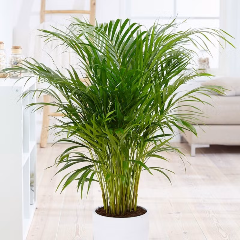 Loại bỏ năng lượng tiêu cực: Dừa cảnh có tác dụng thanh lọc không khí, có thể hấp thụ các khí độc hại và năng lượng tiêu cực trong nhà, giúp loại bỏ khí xấu, trầm cảm trong phòng. 