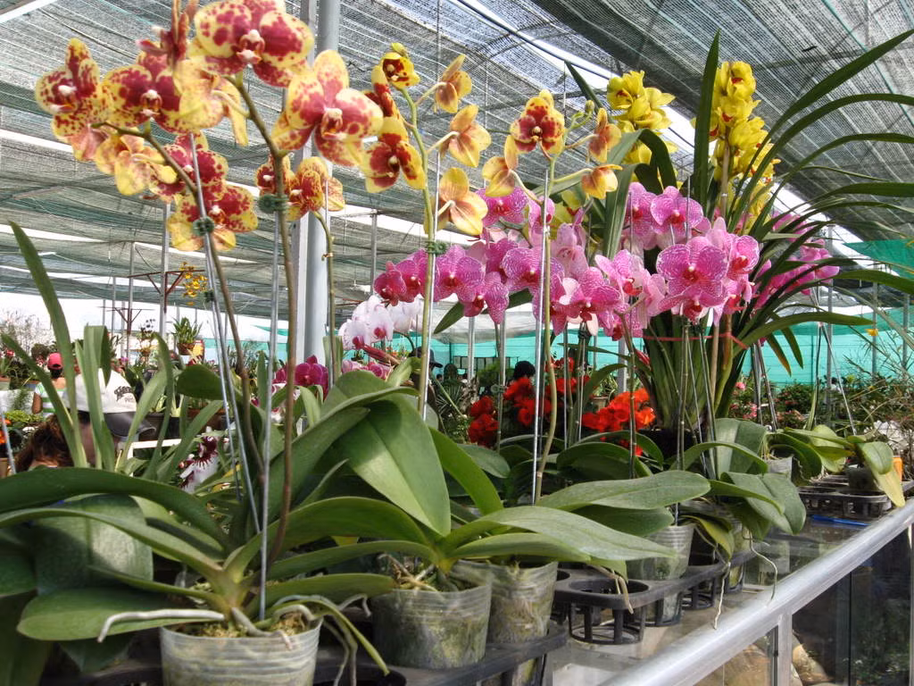  Hoa lan hồ điệp có nhiều hoa, hình dáng hoa đẹp, màu sắc tươi sáng. Sự xuất hiện của cây cảnh này mang lại không khí lễ hội, sang trọng. Ý nghĩa của cây cảnh này là mọi việc suôn sẻ, tốt lành, mang lại may mắn, cát tường, hàm ý hạnh phúc và mãn nguyện nên được nhiều người yêu thích. 