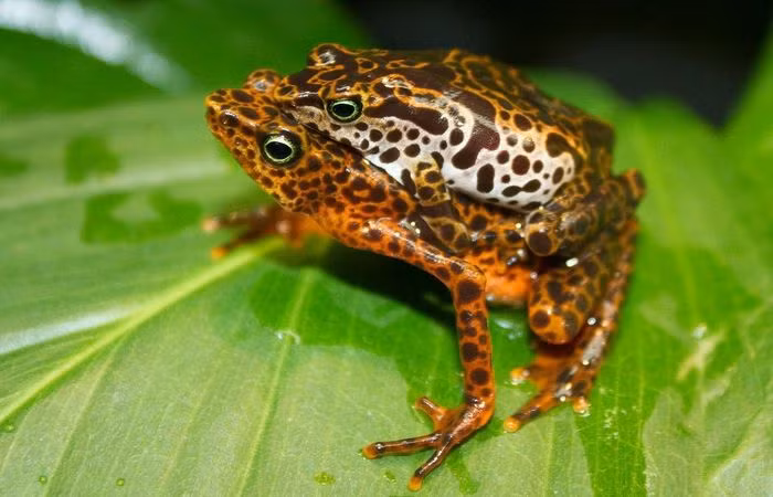 Ếch hề núi (Atelopus certus). Kích thước: Dài 5 - 6cm. Vùng phân bố: Vùng Darien phía Đông Panama.