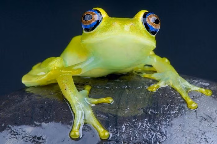 Ếch xanh mắt sáng (Boophis viridis). Kích thước: Dài 2 - 3,5cm. Vùng phân bố: Các khu vực rừng rậm với nhiều suối ở Madagascar.