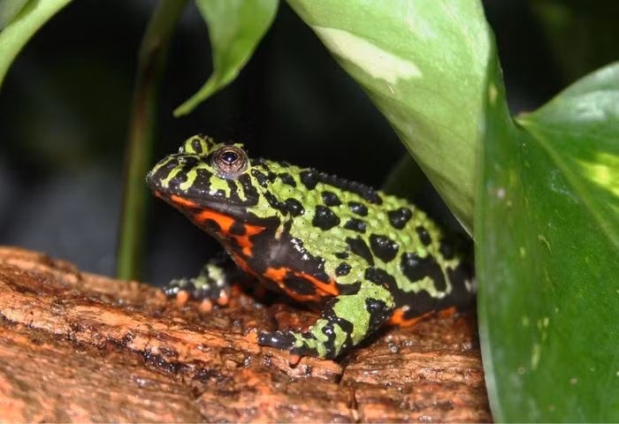 Cóc tía phương đông (Bombina orientalis). Kích thước: Dài 4 - 5cm. Vùng phân bố: Triều Tiên, Đông Bắc Trung Quốc và các khu vực phụ cận tại Nga. .
