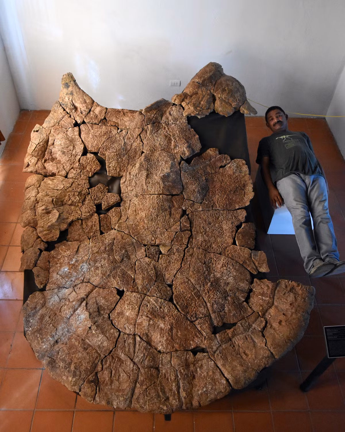 Stupendemys geographicus tính đến nay là loài rùa có kích thước to lớn nhất từng được con người phát hiện. Họ hàng gần nhất của loài rùa này là loài Podocnemis expansa sống trong một hệ thống đầm lầy khổng lồ ở Nam Mỹ.