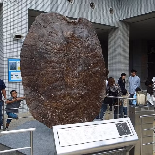 Sau nhiều năm nghiên cứu, các nhà khoa học cho rằng loài Stupendemys geographicus chủ yếu sống ở phần phía bắc của Nam Mỹ, đặc biệt tại các quốc gia như Brazil, Colombia, Venezuela,... - nơi phát hiện ra nhiều hóa thạch của chúng. Chúng dành phần lớn thời gian trong cuộc đời ở trong nước và thức ăn chủ yếu là thực vật.