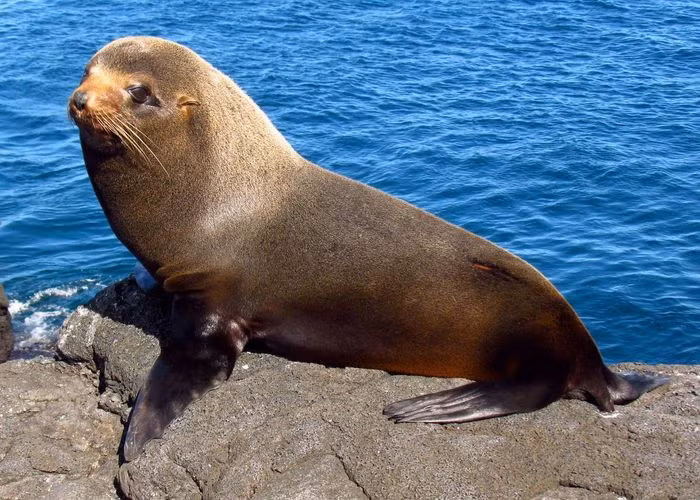 Hải cẩu lông Galapagos (Arctocephalus galapagoensis) dài 1,2 - 1,6m, là loài đặc hữu của quần đảo Galapagos, Đông Thái Bình Dương. Trong họ Sư tử biển, chúng là loài nhỏ nhất, đồng thời ít sự khác biệt nhất giữa hai giới.