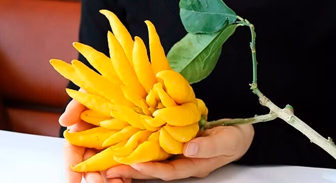  Khi đặt trong nhà, hương thơm có thể lưu rất lâu, chưa kể đến một chậu hoa quả. Ý nghĩa của cây cảnh này cũng rất tốt lành: Trí tuệ trong tay, may mắn và trường thọ, phước lành, tài lộc.
