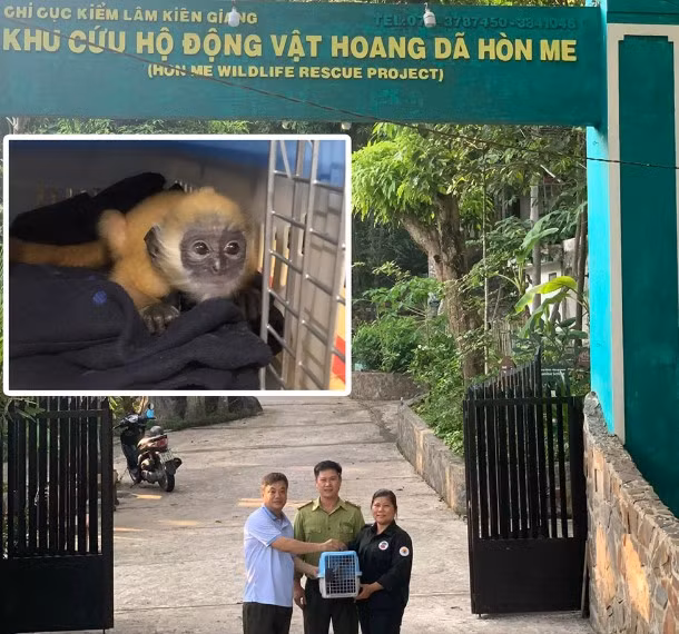  Mới đây, vào tháng 5/2023, Chi cục Kiểm lâm Kiên Giang đã giải cứu 1 chú voọc non thoát khỏi việc bán trái phép động vật hoang dã trên địa bàn. Cá thể voọc bạc Đông Dương sơ sinh được xác định là con đực.