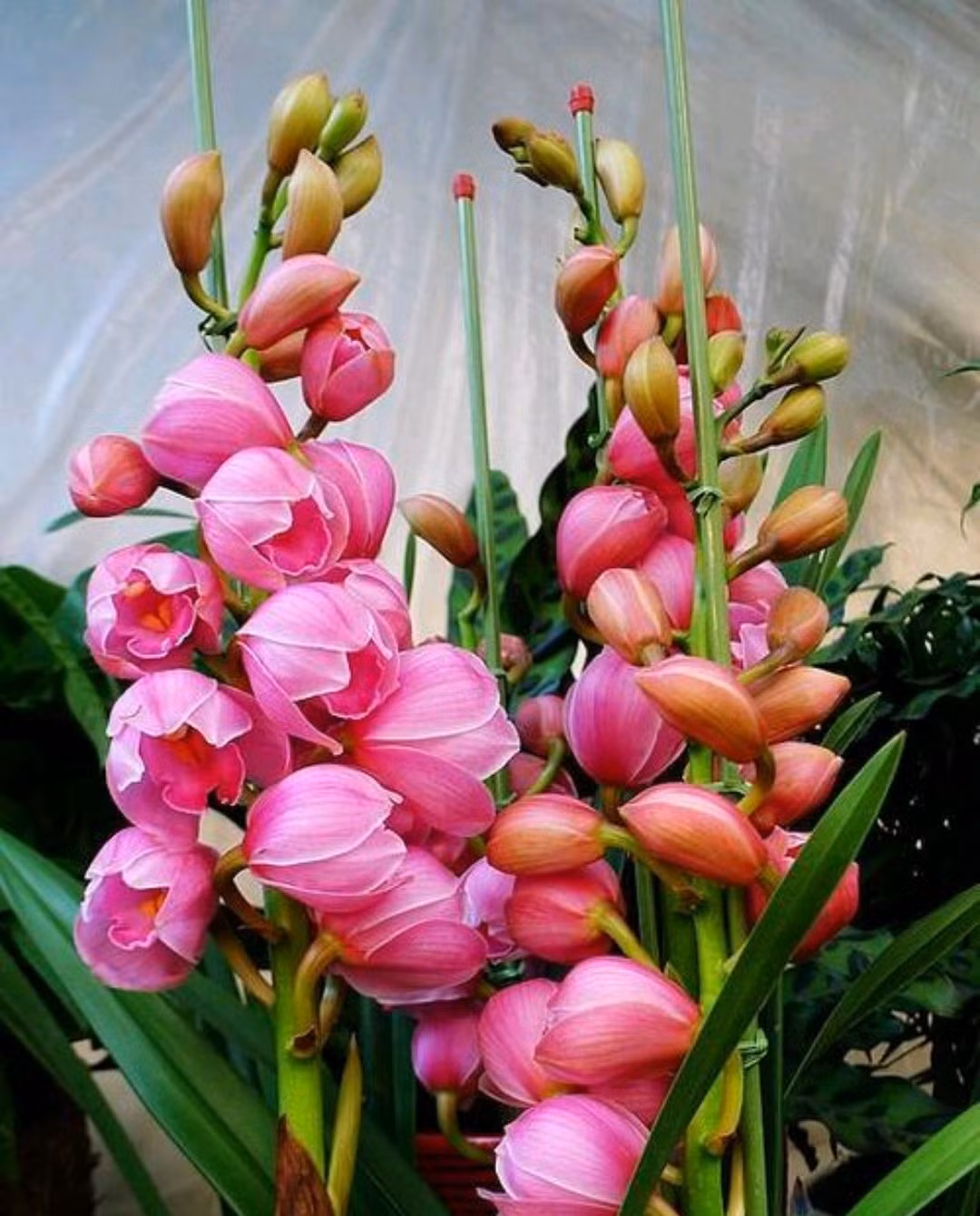  Địa lan được mệnh danh là “bông hoa phú quý của con người” trong thế giới hoa. Nó có màu sắc phong phú, hoa xếp tầng khi nở và thời gian ra hoa dài, có hoa nở rất lâu.