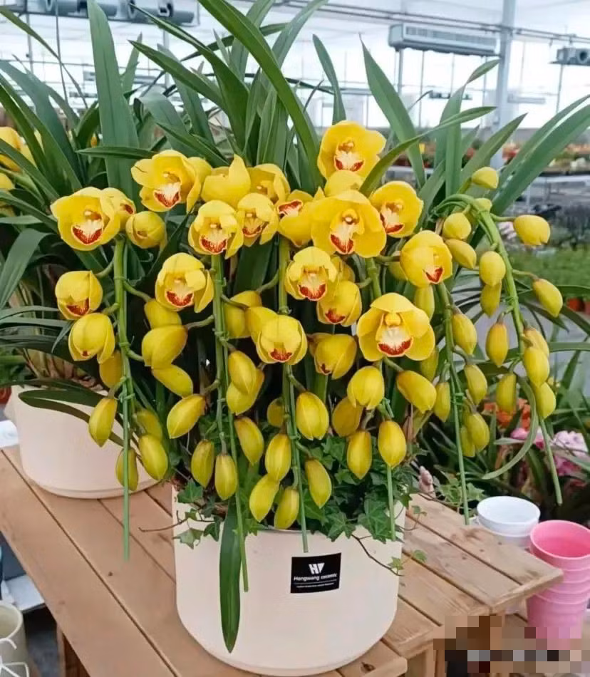 Cây cảnh này là một loại lan lai từ nhiều giống lan khác nhau. Nó mang vẻ đẹp và mùi thơm đặc trưng của hoa lan. Cho đến nay có khoảng 20.000 loài địa lan với đủ hình dáng và màu sắc khác nhau, rất phong phú.