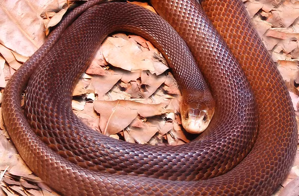 Loài rắn Coastal taipan (Oxyuranus scutellatus) có tốc độ đáng kinh ngạc. Khi bị đe dọa, loài rắn sống trong các khu rừng ẩm ướt ở các vùng ven biển ôn đới và nhiệt đới, sẽ nhấc toàn bộ cơ thể lên khỏi mặt đất khi nó nhảy với độ chính xác phi thường và tiêm nọc độc vào kẻ thù.