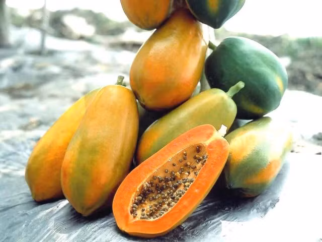 Sạch da mặt và trị mụn. Không chỉ làm sạch da mặt, đu đủ còn chứa các loại dầu giúp giảm mụn trứng cá. Để sử dụng, bạn chỉ cần xay nhuyễn 1/4 quả đu đủ rồi đắp lên mặt trong 10 phút. Sau đó rửa sạch mặt bằng nước ấm. Sử dụng 3 lần/tuần, làn da bị mụn sẽ được cải thiện rõ rệt.