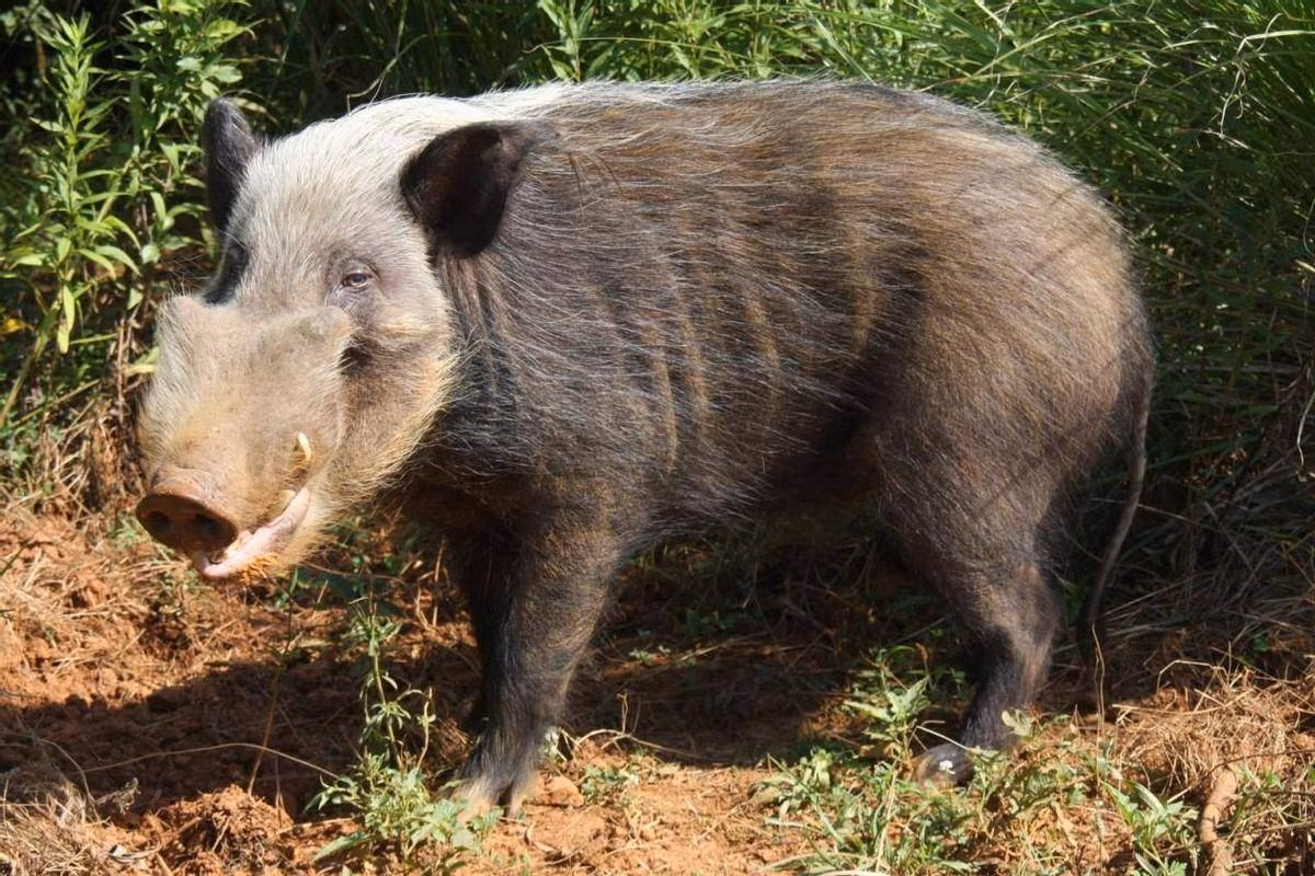  4. Lợn đeo mặt nạ - Lợn lông rậm (Potamochoerus larvatus): Lợn đeo mặt nạ là loài lợn rừng được tìm thấy ở các vùng đầm lầy trong rừng ở Đông và Nam Phi. 