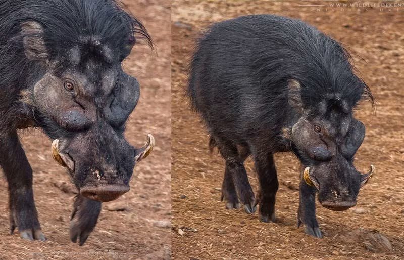  2. Lợn rừng lớn (Giant forest hog): Lợn rừng lớn, được tìm thấy ở Tây và Trung Phi, là một trong những loài lợn rừng lớn nhất thế giới, với trọng lượng trưởng thành thường dao động từ 100 đến 275 kg. 