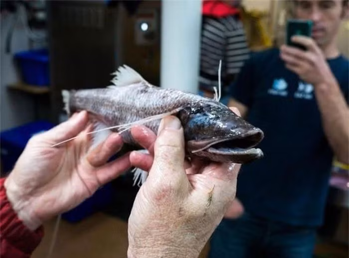 Cá Tripodfish. Loài cá bé nhỏ này có những đặc điểm kỳ lạ mà không loài nào có được. Cấu trúc xương của nó cho phép nó đứng thằng trong khi săn mồi.