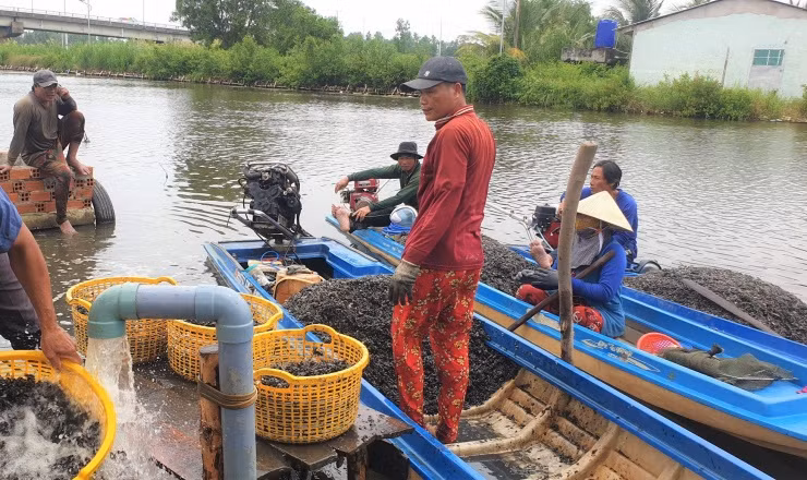 Dọc theo các tuyến sông, rạch ở Cà Mau không khó để bắt gặp hình ảnh người dân lặn mò bắt con hai mảnh (hay còn gọi là con vòm đen) đem về bán lại cho các vựa thu mua. Con hai mảnh là loài nhuyễn thể hai mảnh vỏ thường bám vào các nhánh và rễ cây dưới nước.