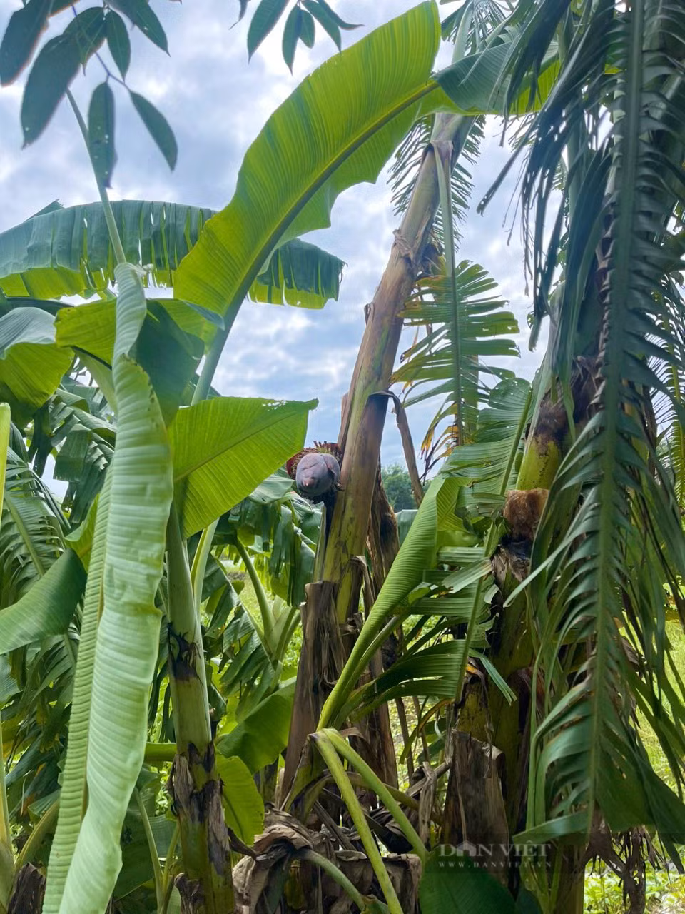 Chuyen la Quang Binh: Cay chuoi moc bap, tro buong o giua than