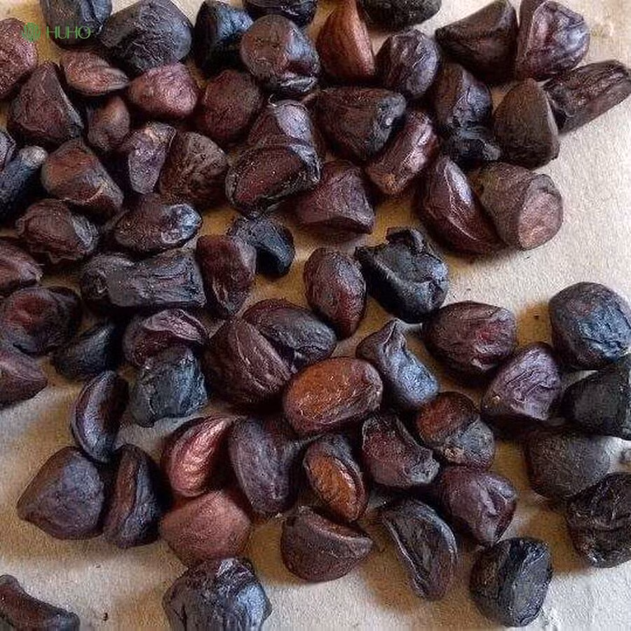  Ngoài ra trong hạt dổi còn chứa tinh dầu với hoạt chất safrol, nhờ đó hạt dổi có khả năng hỗ trợ tiêu hóa, chữa đau bụng, khó tiêu, chống oxy hóa và kháng viêm hiệu quả. Rất nhiều lương y đã sử dụng hạt dổi trong các bài thuốc chữa bệnh dân gian của mình.