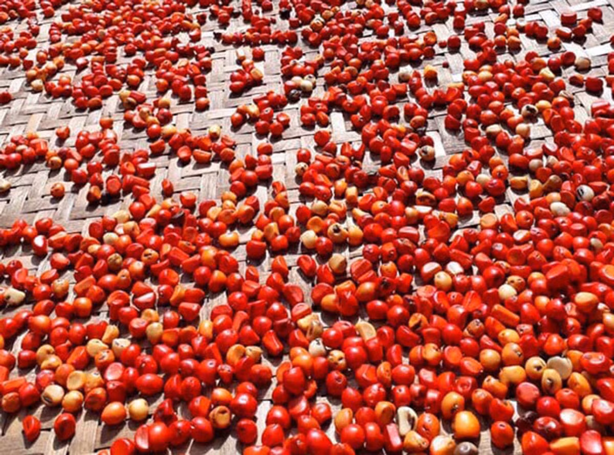 Với những người lần đầu sử dụng hạt dổi thì có lẽ chưa biết chế biến loại hạt này ra sao. Người ta thường nướng hạt dổi trên bếp than đến khi mùi thơm lừng tỏa ra, sau đó đem đi giã nhuyễn, trộn cùng muối trắng rang thơm. Tùy khẩu vị mà thêm ớt hiểm và chanh tươi, thế là đã có một đĩa muối chấm thơm ngon lạ miệng.