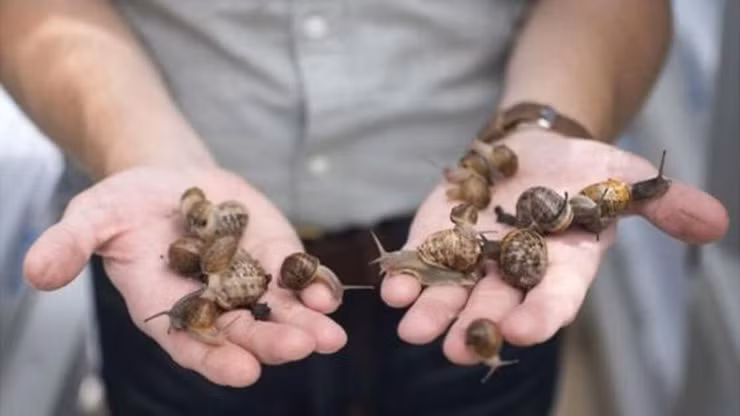 Bình thường ốc sên trốn trong bụi rậm, khe đá, sau những hôm nắng to rồi mưa xuống, ốc khát nước, khát tình rủ nhau kéo ra từng đôi, con bò dưới đất, con bám trên cành. Một số nơi người dân còn nuôi ốc sên để bán ra thị trường