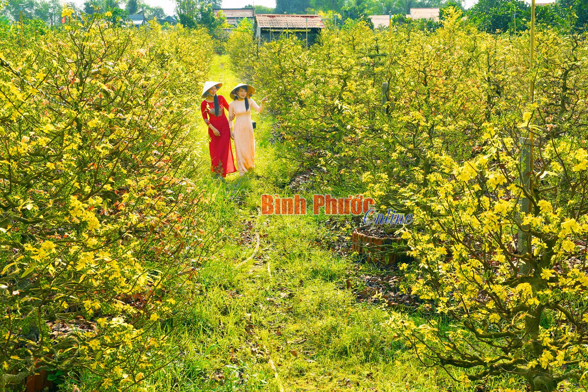 Nong nghiep Dong Thap thu hut khach vui xuan-Hinh-3