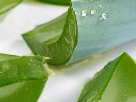 Lô hội. Gel của lô hội có khả năng thấm ướt, tạo độ ẩm cho da, giúp da đàn hồi. Ngoài ra, nó còn có tác dụng kích thích sự tổng hợp collagen, giúp ngăn chặn quá trình lão hóa, làm giảm viêm và kích thích, đẩy nhanh quá trình chữa sẹo mụn. Cách thực hiện: Thoa gel lô hội lên vùng da bị sẹo mụn, để khoảng 15 phút, sau đó rửa sạch bằng nước ấm.