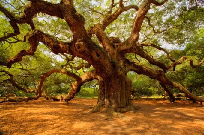  Những cây sồi thần có tuổi đời từ 400 - 500 năm được tìm thấy ở Công viên Angel Oak ở Nam Carolina. 