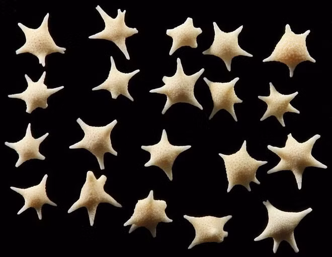 Baclogypsina Sphaerulata là một loại sinh vật đơn bào thuộc ngành Foraminifera. Loài này rất thích hợp với vùng nước nông, thường chọn tảo biển làm chỗ neo mình. Bộ xương ngoài của chúng hay còn được gọi là vỏ có hình dạng như một ngôi sao với 5 hoặc 6 gai nhọn và đây cũng là vũ khí giúp chúng di chuyển từ nơi này đến nơi khác cũng như chứa một số tảo cát sống ký sinh. Lớp vỏ bên ngoài của Baclogypsina Sphaerulata được làm bằng canxi cacbonat và khi chúng chết đi, bộ xương với hình hài một ngôi sao được những con sóng gột rửa và đưa vào bờ biển sau đó lẫn vào những hạt cát thật. Nhờ đó, chúng ta được chiêm ngưỡng kỳ quan thiên nhiên tuyệt đẹp.