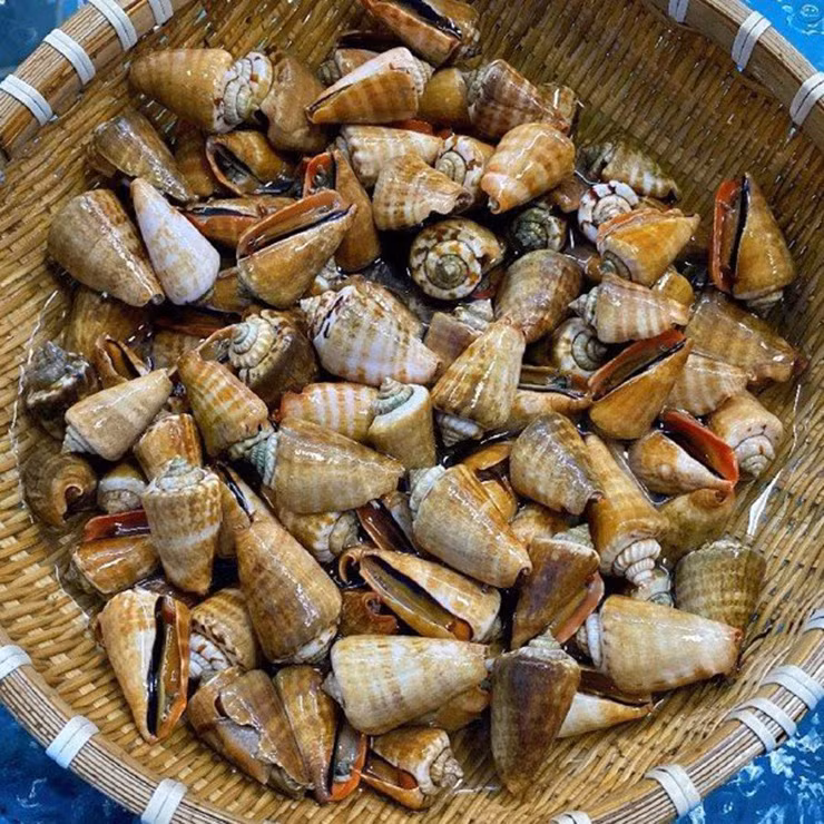 Loài ốc này mang chân rất dài, thay vì bò như các loại ốc khác, chúng với thể nhảy lên trên mặt đất nên được gọi là ốc nhảy.