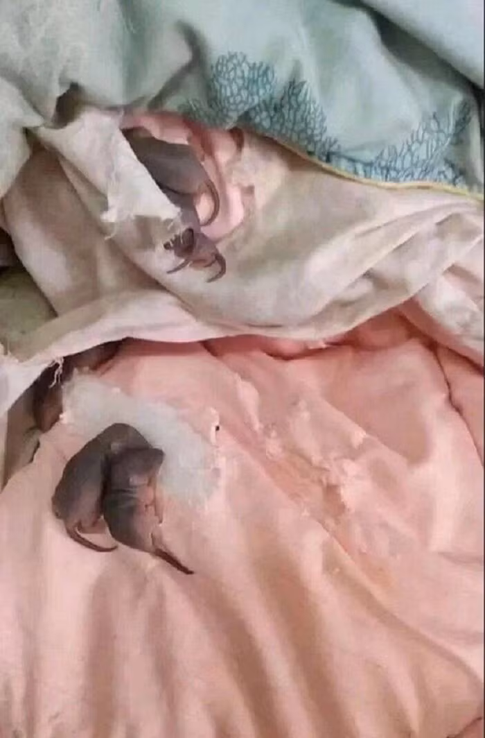 Trở lại phòng trọ sau kỳ nghỉ Tết, té xỉu vì 'vị khách lạ' - Hình 2 Tro lai phong tro sau ky nghi Tet, te xiu vi 'vi khach la'-Hinh-2