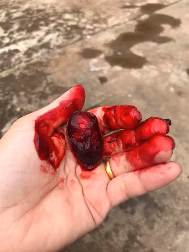 Quả dại kỳ lạ ở Việt Nam: Nhựa chảy đỏ tươi như máu người ảnh 3