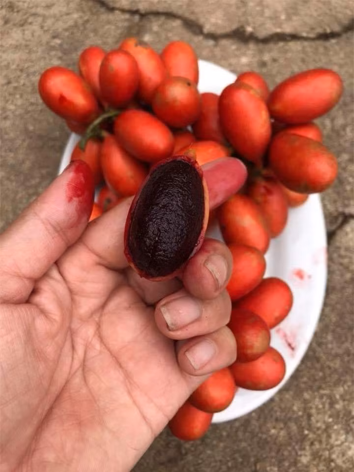 Quả dại kỳ lạ ở Việt Nam: Nhựa chảy đỏ tươi như máu người ảnh 4