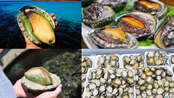 Ở nước ta, bào ngư sống nhiều ở một số đảo như Cô Tô, Hạ Long, Côn Đảo, Phú Quốc, Cù Lao Chàm...