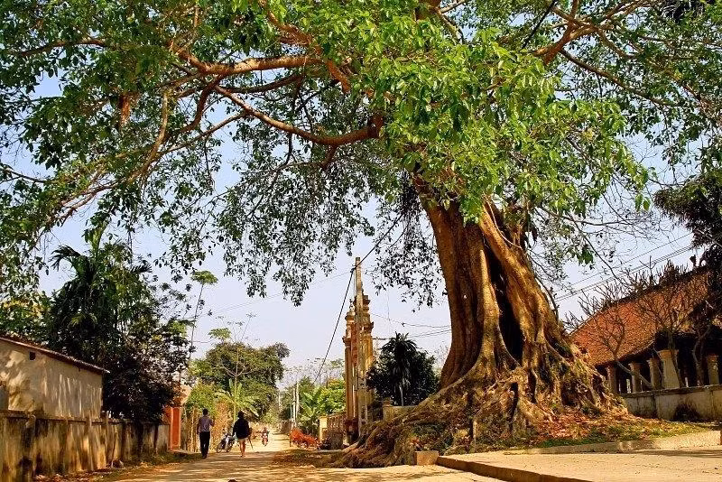 Cây đa. Trong dân gian, cây đa là cây linh thiêng, thường chỉ được trồng ở miếu mạo, đền thờ. Nhiều nơi còn dựng có bát hương dưới gốc đa để thờ cúng.