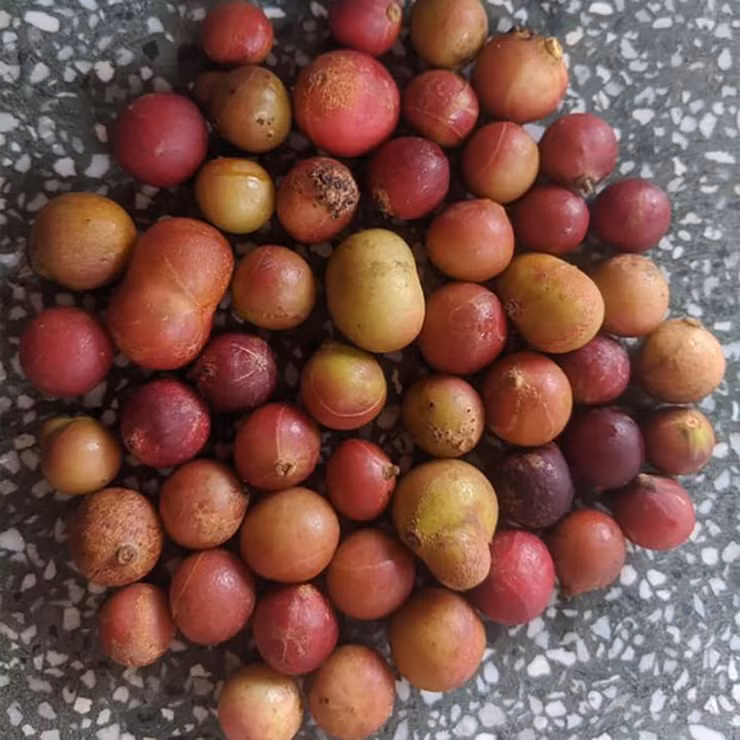 Lúc chín, vỏ da đá chuyển sang màu hồng đỏ, vị chua chua ngọt ngọt, thơm phức.