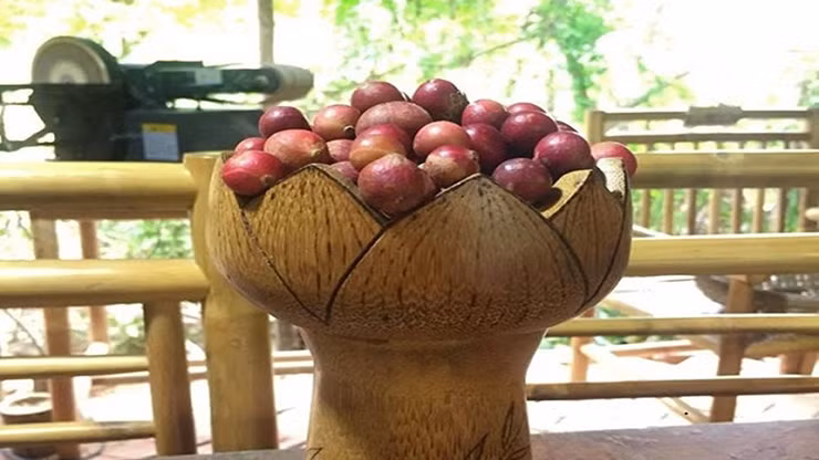 Thông thường, trái da đá khi vừa hái xuống chỉ bảo quản được trong khoảng 2 - 3 ngày. Những năm gần đây, da đá được du khách biết tới nhiều hơn, hàng có bao nhiêu cũng hết.