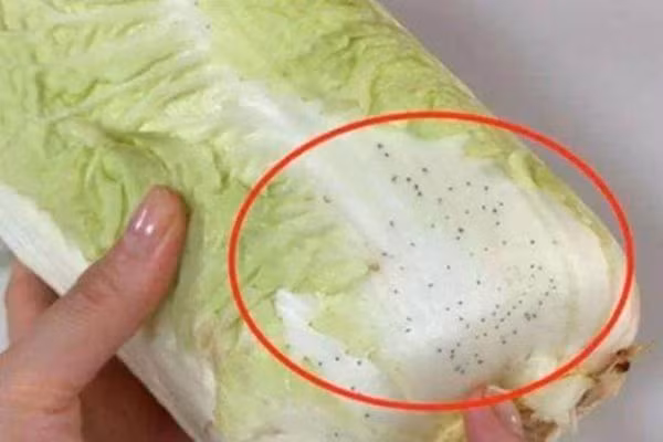 Những đốm đen trên rau cải thảo là gì? Nhung dom den tren rau cai thao la gi?