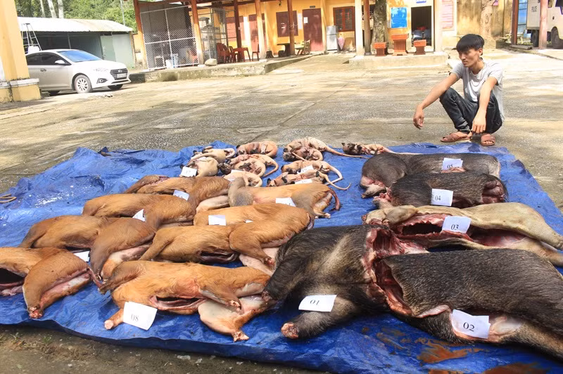 Triệt phá đường dây mua bán động vật hoang dã quy mô lớn Triet pha duong day mua ban dong vat hoang da quy mo lon