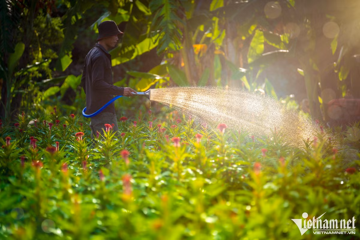 Ba tháng trước Tết bắt đầu gieo giống, hầu hết chủ vườn phải thuê nhân công thời vụ. "Mỗi ngày tôi đều làm các công đoạn như bón phân, tỉa lá, tưới nước 2 lần", anh than niên nói rồi tưới cho luống hoa mào gà vừa trổ bông.