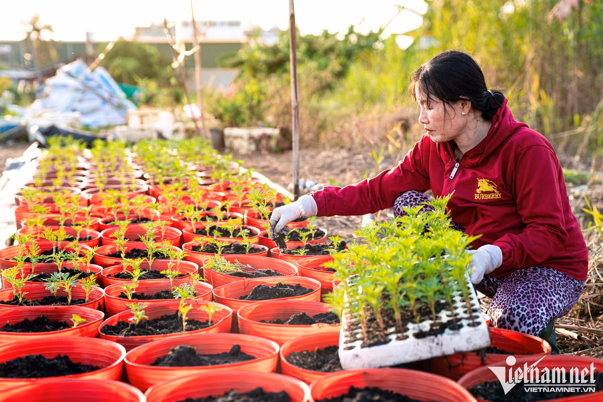 Chị Trịnh Thị Kim Lan - chủ vườn hoa cho biết, ngoài chi phí vốn, nguyên vật liệu tăng cao cũng là lý do các chủ vườn phải cân nhắc kỹ số lượng cung cấp ra thị trường. Năm nay vườn nhà chị có khoảng 10.000 gốc hoa. "Nhà tôi có từ 7-8 loại, đa số là các loại hoa truyền thống như vạn thọ, cúc, mào gà, đại đóa, pha lê, hướng dương,... Năm nay do ảnh hưởng của mưa khiến hoa chết nhiều, công việc cũng vất vả hơn, mình làm từ sáng tới tối mới về", nữ chủ vườn chia sẻ.
